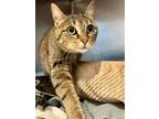 Adopt Gabby a Domestic Short Hair