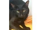 Adopt Tempo a Domestic Short Hair