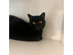 Adopt Erie a Domestic Short Hair