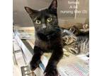 Adopt Jessie a Domestic Short Hair