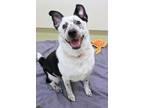 Adopt Jolene a Border Collie, Mixed Breed