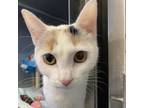 Adopt Eve a Domestic Short Hair