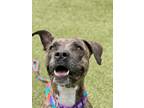 Adopt Coco a Pit Bull Terrier, Mixed Breed