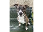 Adopt Maizie a Pit Bull Terrier, Mixed Breed