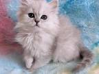 Silver Persian Little Wednesday