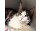 Adopt Lefty a Domestic Medium Hair