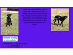 Adopt Thorn a Pit Bull Terrier, Labrador Retriever