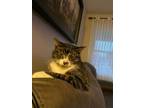 Adopt Gwen a Domestic Short Hair