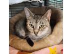 Adopt Helena a Domestic Short Hair