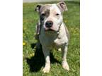 Adopt Mindy a Pit Bull Terrier, Mixed Breed