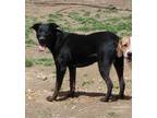 Adopt Camy a German Shepherd Dog