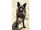 Adopt Jewels a German Shepherd Dog