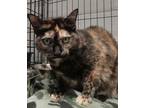 Adopt Nora a Domestic Short Hair