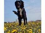 Adopt Malibu a Border Collie