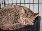 Adopt Stella (barn) a Domestic Short Hair