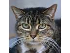 Adopt Missy a Domestic Short Hair