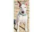 Adopt Delilah a Bull Terrier