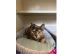 Adopt Tulip a Domestic Short Hair