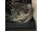 Adopt Pepper a Domestic Short Hair