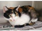 Adopt Peanut Faucett a Domestic Short Hair