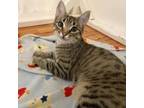 Adopt Tab One a Domestic Short Hair