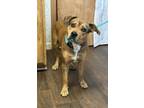 Adopt Lacey a Catahoula Leopard Dog