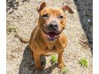 Adopt Coral (Underdog) a Pit Bull Terrier, Mixed Breed