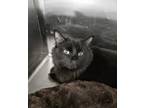 Adopt Rosie and Alex a Domestic Medium Hair