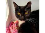 Adopt Tullie a Domestic Short Hair