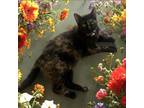 Adopt Hershey a Domestic Short Hair