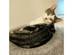 Adopt Bambi a Domestic Short Hair