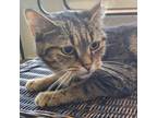 Adopt Leonor a Domestic Short Hair