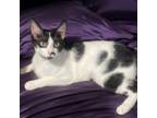 Adopt Sophie a Domestic Short Hair