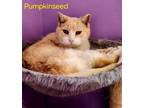 Adopt Pumpkin Seed a Domestic Short Hair