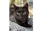 Adopt Morticia a Domestic Short Hair