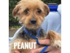Adopt Peanut a Yorkshire Terrier