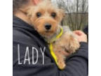 Adopt Lady a Yorkshire Terrier