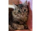 Adopt Greta a Domestic Medium Hair, Tabby