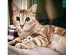 Adopt Goldie a Domestic Short Hair, Tabby