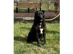 Adopt Bambi a Labrador Retriever