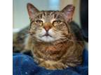 Adopt Junipur a Domestic Short Hair