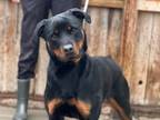 Adopt Matilda a Rottweiler