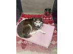 Adopt Rita a Siberian Husky