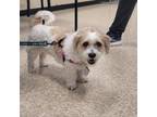 Adopt Penny a Shih Tzu, Bichon Frise