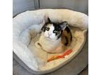 Adopt Yelena a Domestic Short Hair