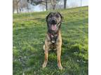 Adopt Star a Shepherd