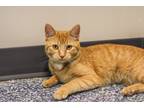 Adopt Iris a Domestic Short Hair