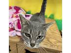 Adopt Houdini a Domestic Short Hair