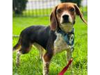 Adopt Imanza a Beagle