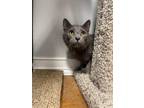 Adopt Pangea a Russian Blue, Domestic Short Hair